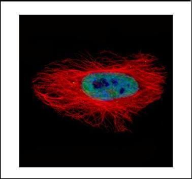 ASNA1 antibody