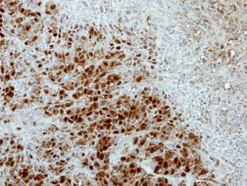 ASNA1 Rabbit Polyclonal Antibody