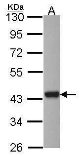 ASNA1 Rabbit Polyclonal Antibody