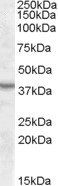 Goat anti-ASNA1 Antibody