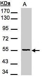 Aspartyl aminopeptidase Rabbit Polyclonal Antibody