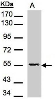 Aspartyl aminopeptidase antibody