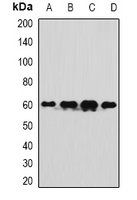 ASPSCR1 antibody