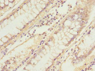 ASPSCR1 antibody