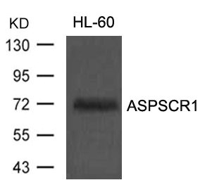 ASPSCR1 antibody