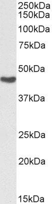 Goat anti-Argininosuccinate synthetase 1, Biotinylated Antibody
