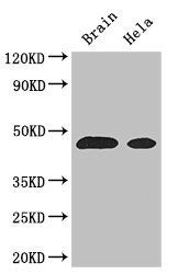 ASS1 antibody