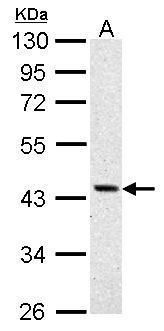 ASS1 Rabbit Polyclonal Antibody