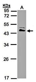 ASS1 antibody