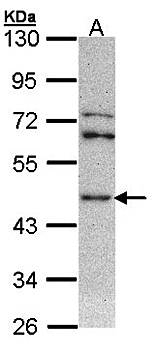 ASS1 antibody