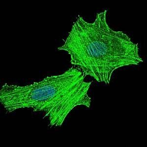 ASS1 Antibody