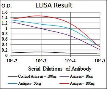 ASS1 Antibody