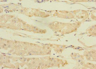 ASTL antibody