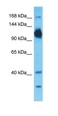 AT1A1 antibody