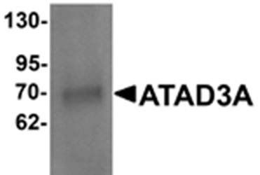 ATAD3A Antibody