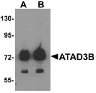 ATAD3B Antibody
