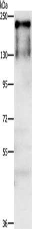 ATAD5 Antibody
