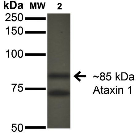 Ataxin 1 Antibody