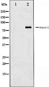 Ataxin 1 antibody