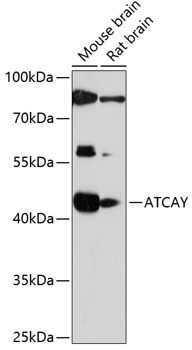 ATCAY antibody