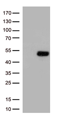 ATF 4 (ATF4) antibody