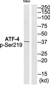 ATF-4 (phospho-Ser219) antibody