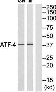 ATF-4 antibody