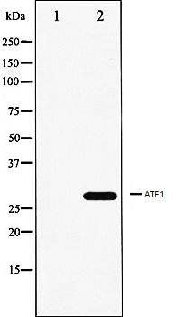 ATF1 antibody