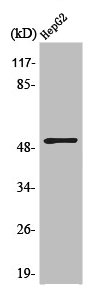 ATF2 antibody