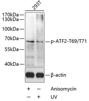 ATF2 (Phospho-T69/T71) antibody
