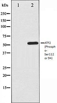 ATF2 (Phospho-Ser112 or 94) antibody