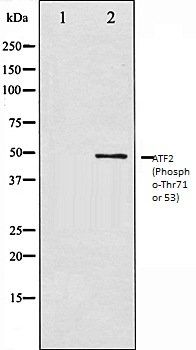 ATF2 (Phospho-Thr71 or 53) antibody