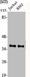 ATF4 antibody