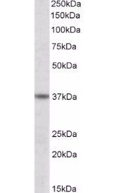 Goat anti-ATF4 Antibody