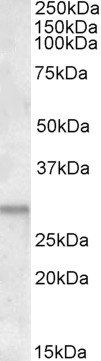 Goat anti-ATF5 Antibody