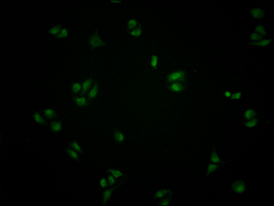ATF6 Antibody