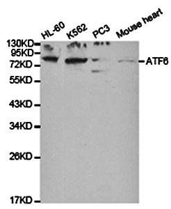 ATF6 antibody