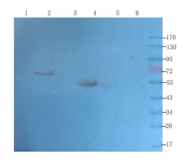 ATF6 antibody