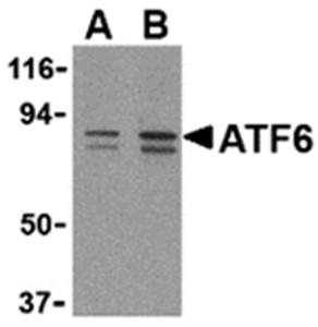 ATF6 Antibody