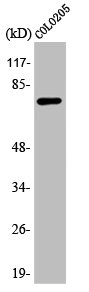 ATF6B antibody