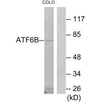 ATF6B antibody