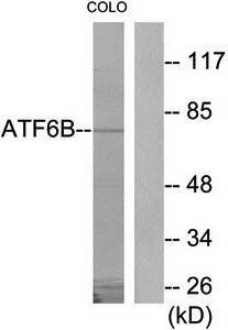 ATF6B antibody