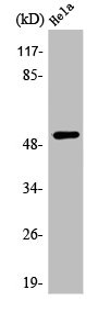 ATF7 Antibody