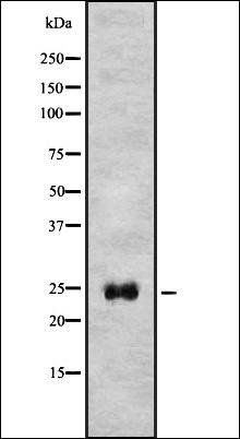 ATG10 antibody