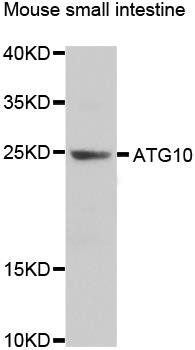 ATG10 antibody