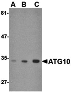 ATG10 Antibody