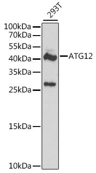 ATG12 antibody