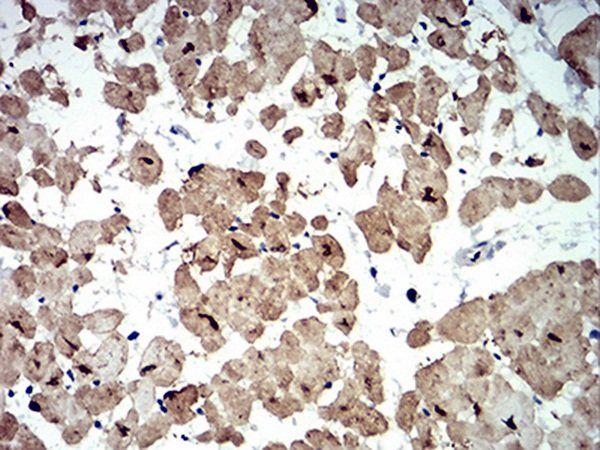 ATG13 Antibody