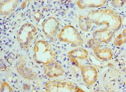 ATG13 Antibody
