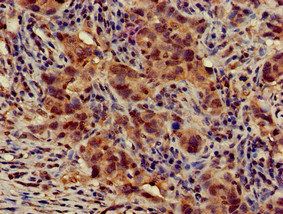 ATG14 Antibody